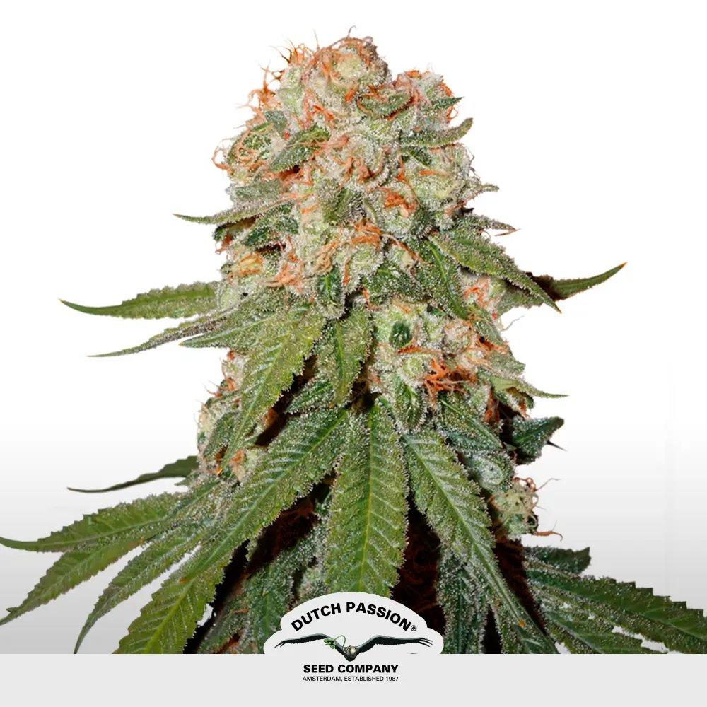 [SEM-DUT-FEM-0045] Orange Bud