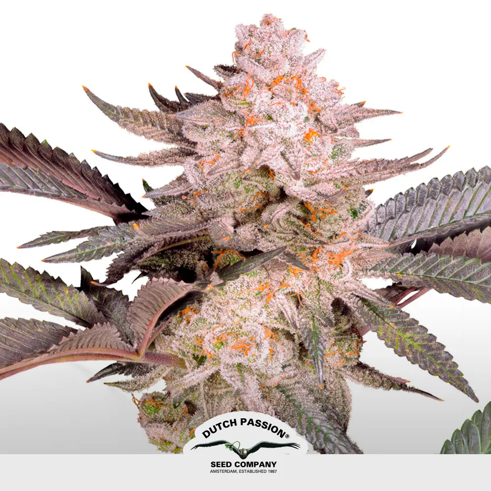 Orange Bud 2.0