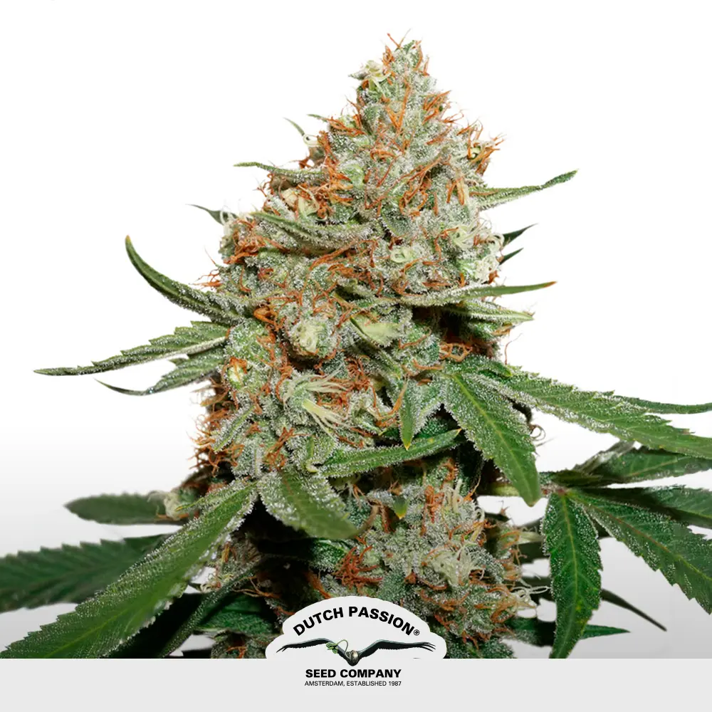 Skunk #11
