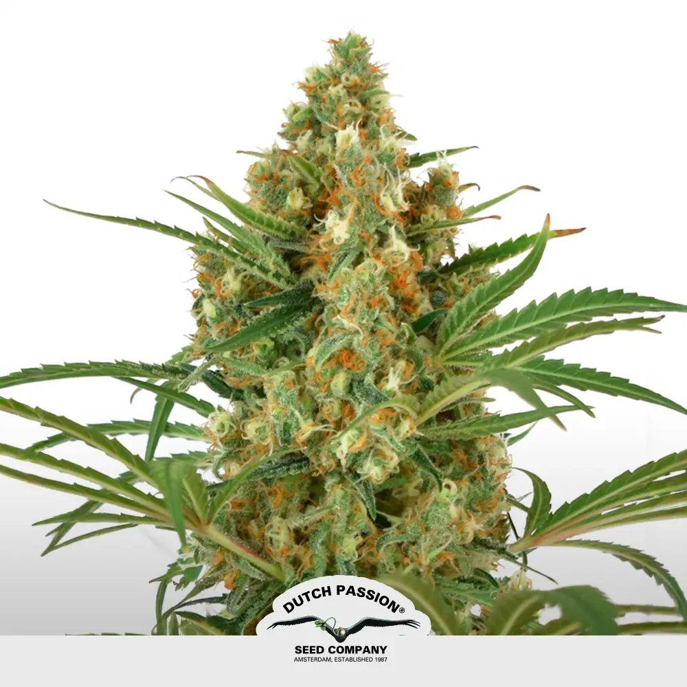 Snow Bud