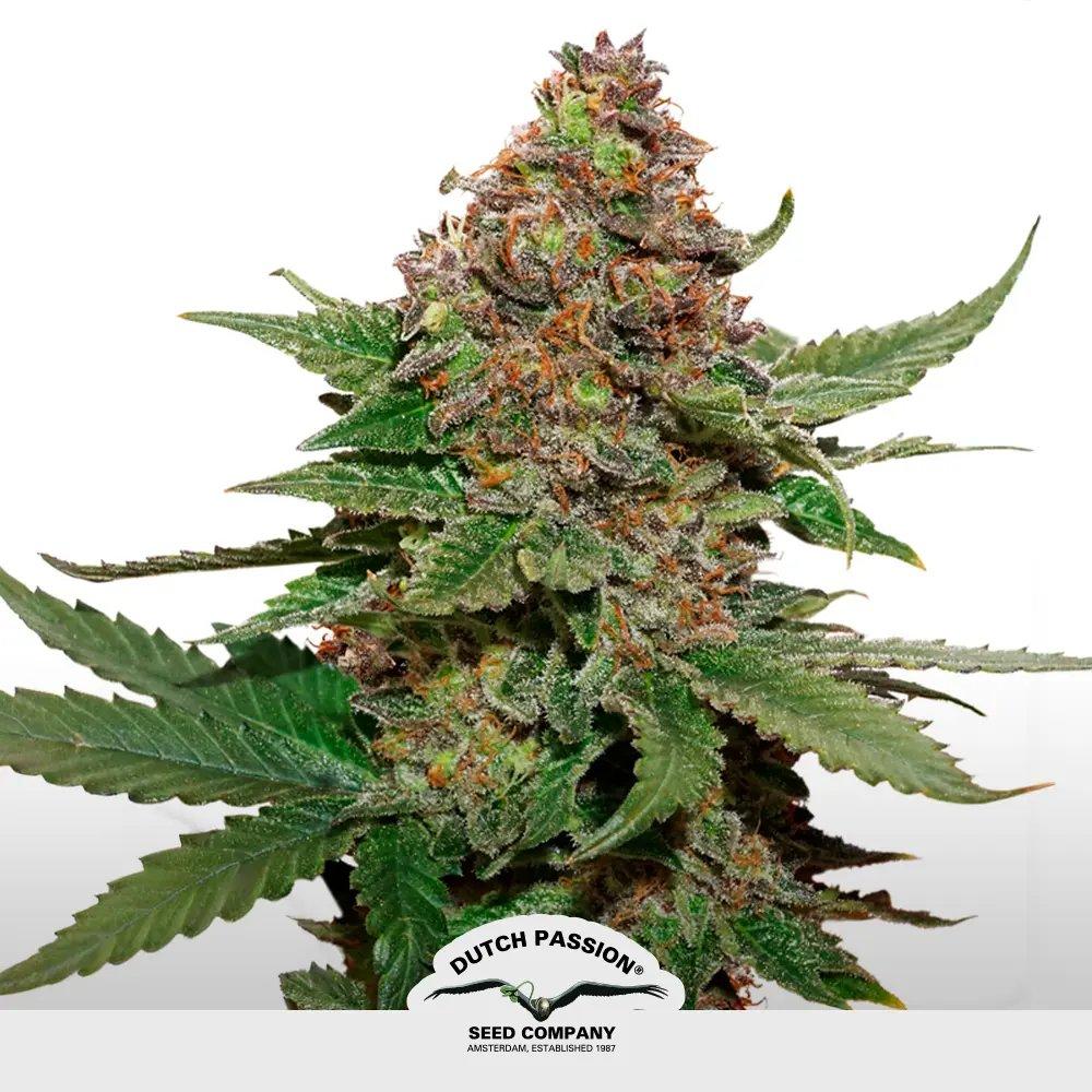 Strawberry Cough