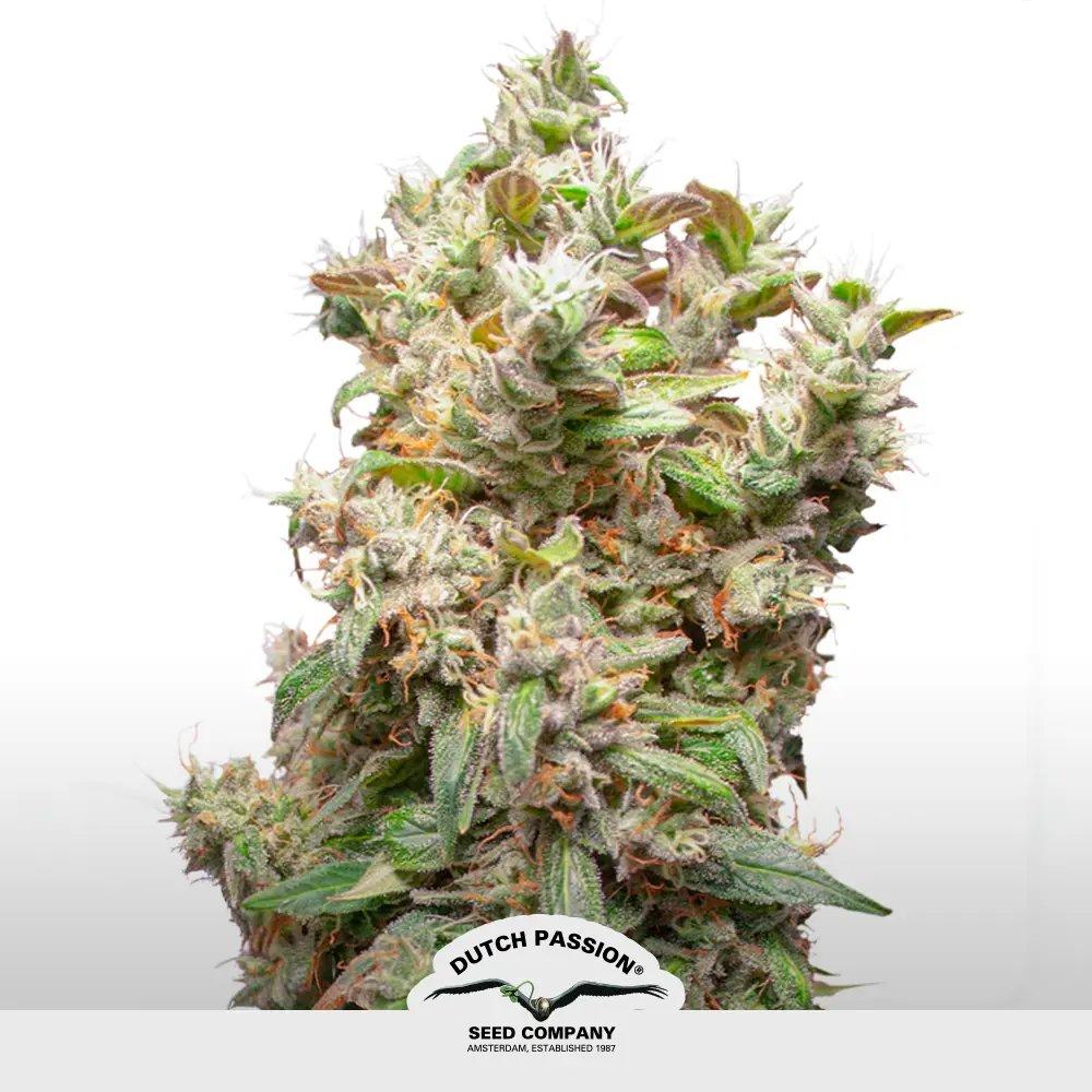 [SEM-DUT-FEM-0061] THC Victory