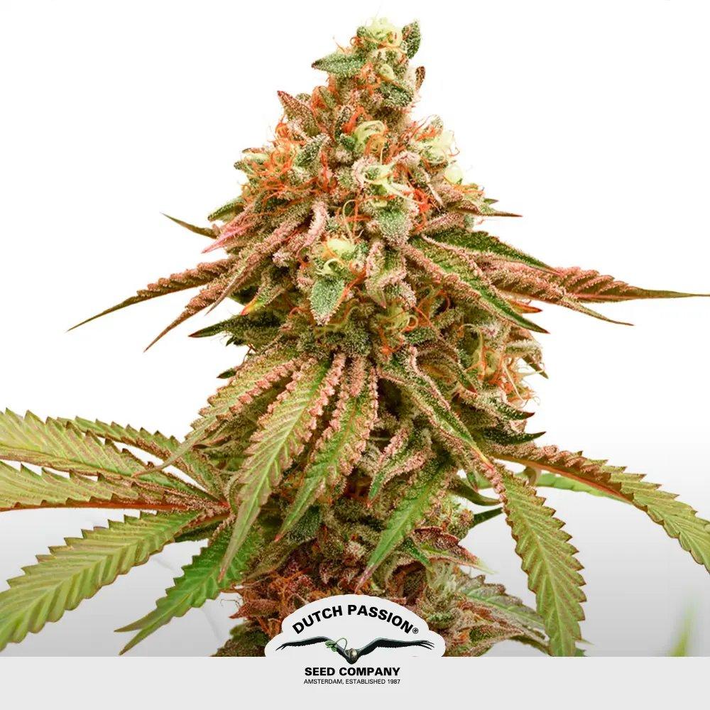 [SEM-DUT-FEM-0064] Tropical Tangie