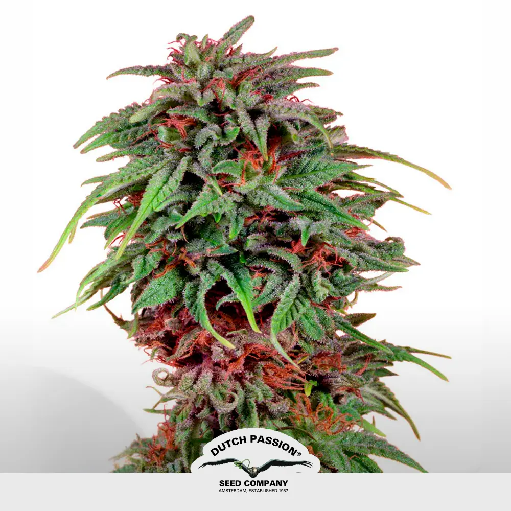 [SEM-DUT-REG-0002] Durban Poison Regular