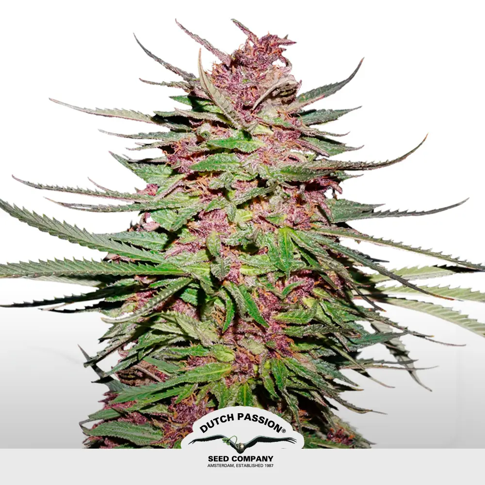 [SEM-DUT-REG-0010] Purple #1 Regular