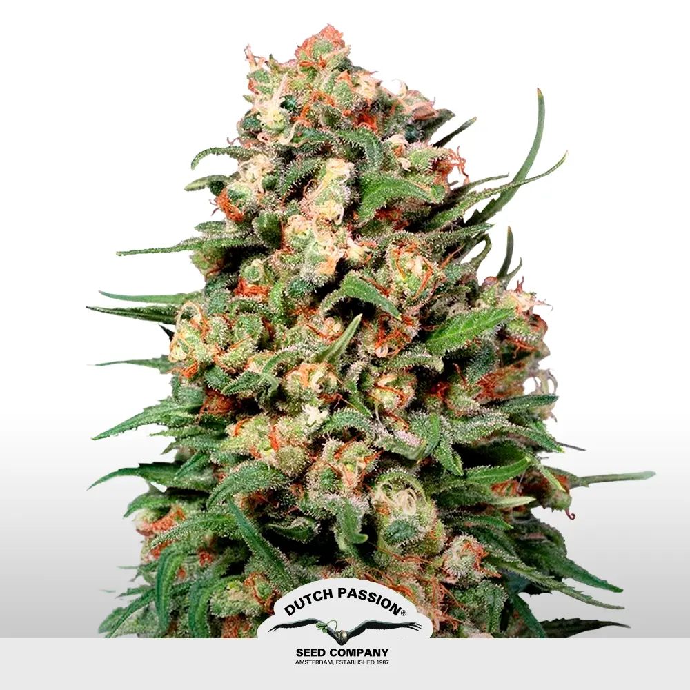 [SEM-DUT-REG-0012] Skunk #1 Regular
