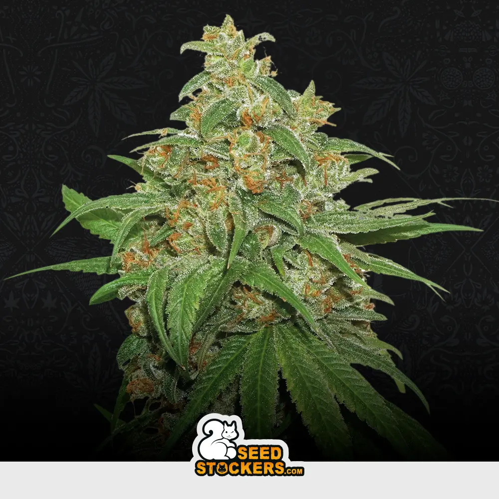 Auto Ak 420