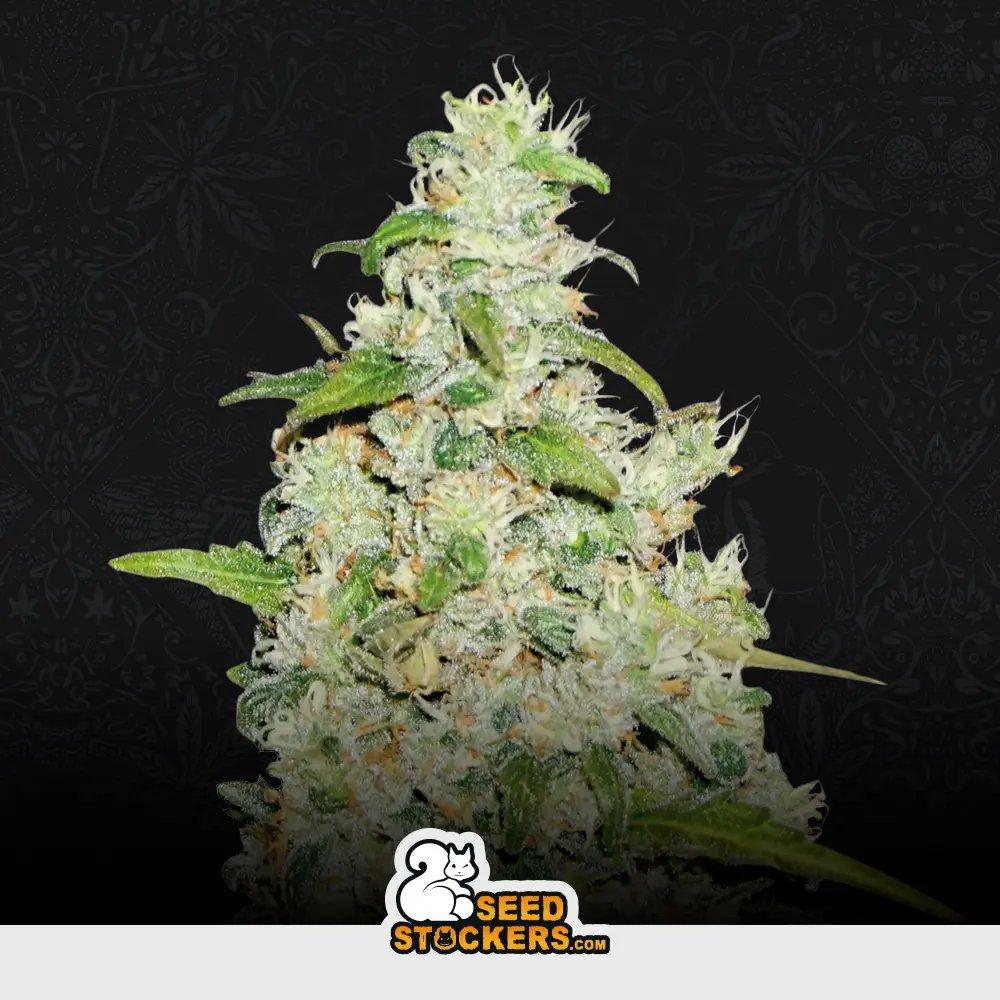 [SEM-SEE-AUT-0005] Auto Amnesia