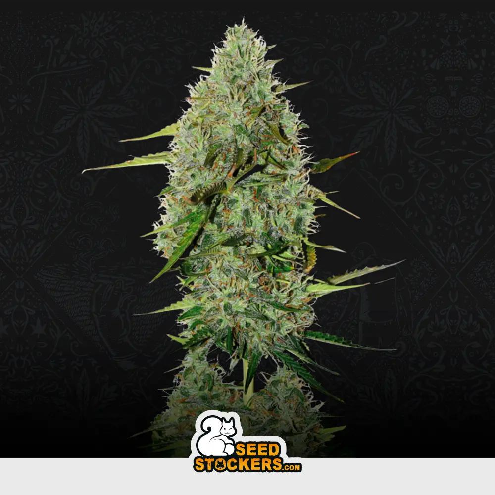 [SEM-SEE-AUT-0006] Auto BCN Critical XXL
