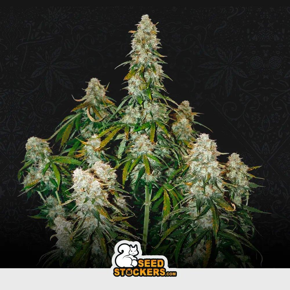 [SEM-SEE-AUT-0008] Auto Big Bud