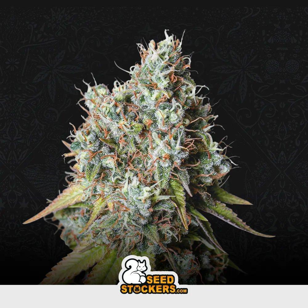 [SEM-SEE-AUT-0009] Auto Bruce Banner