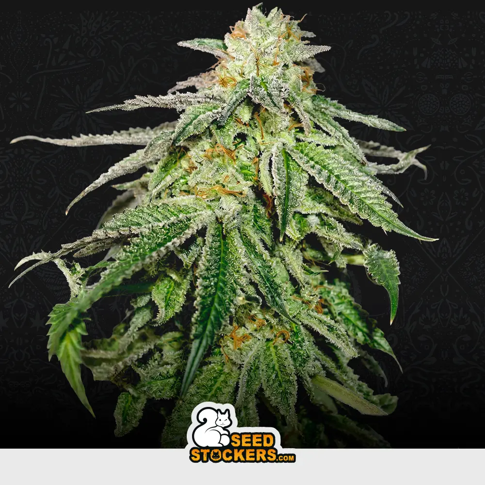 Auto Cookies and Cream