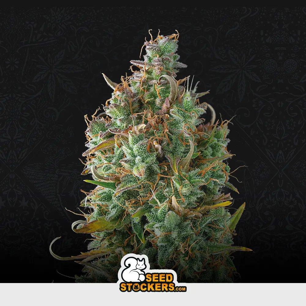 Auto Gelato 41