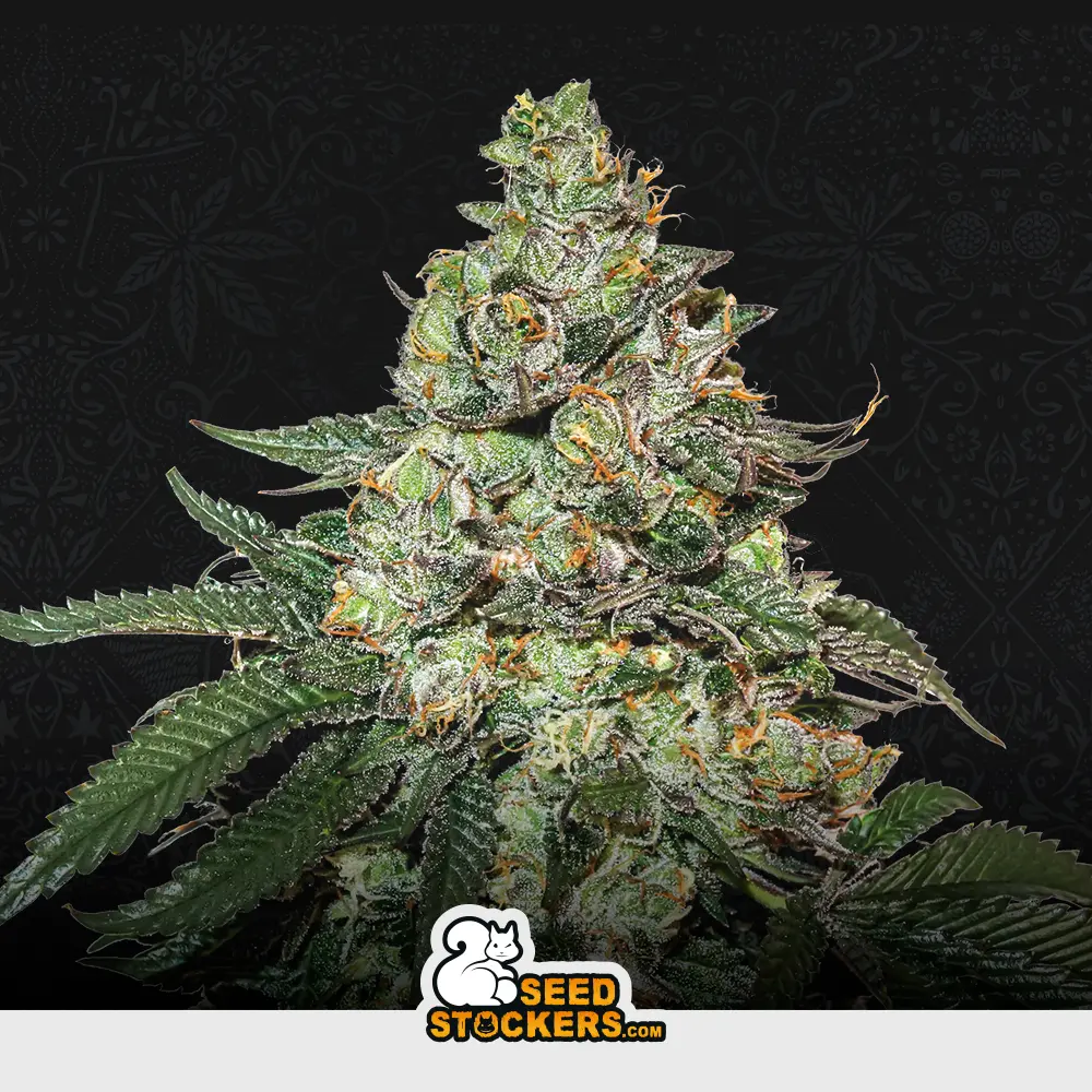 [SEM-SEE-AUT-0012] Auto Girl Scout Cookies