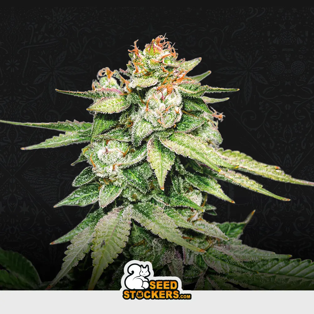 [SEM-SEE-AUT-0013] Auto GG#4 - Auto Gorilla Glue