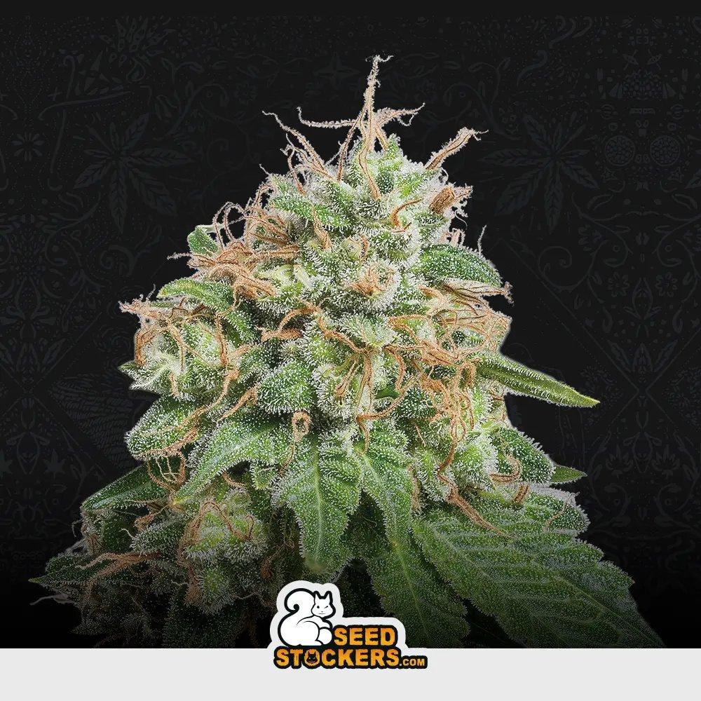 [SEM-SEE-AUT-0014] Auto Green Crack