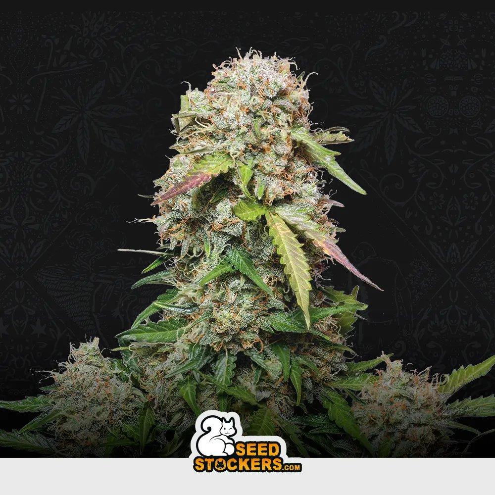 [SEM-SEE-AUT-0015] Auto Jack Herer