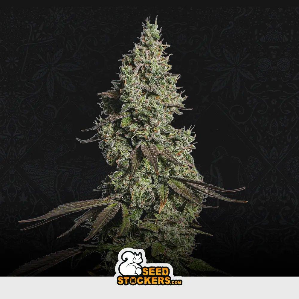 [SEM-SEE-AUT-0016] Auto Moby Dick