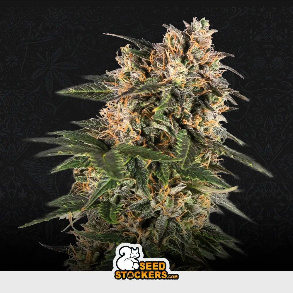 Auto Northern Lights