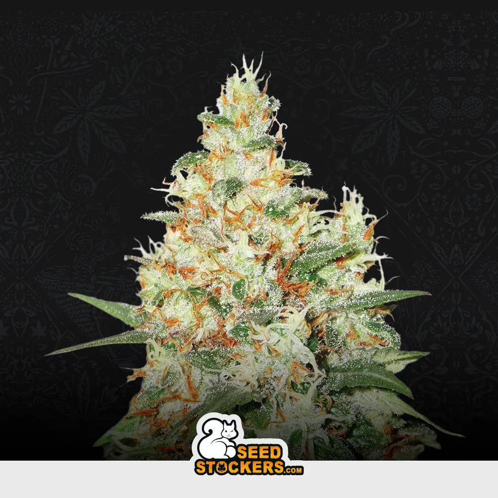 Auto OG Kush
