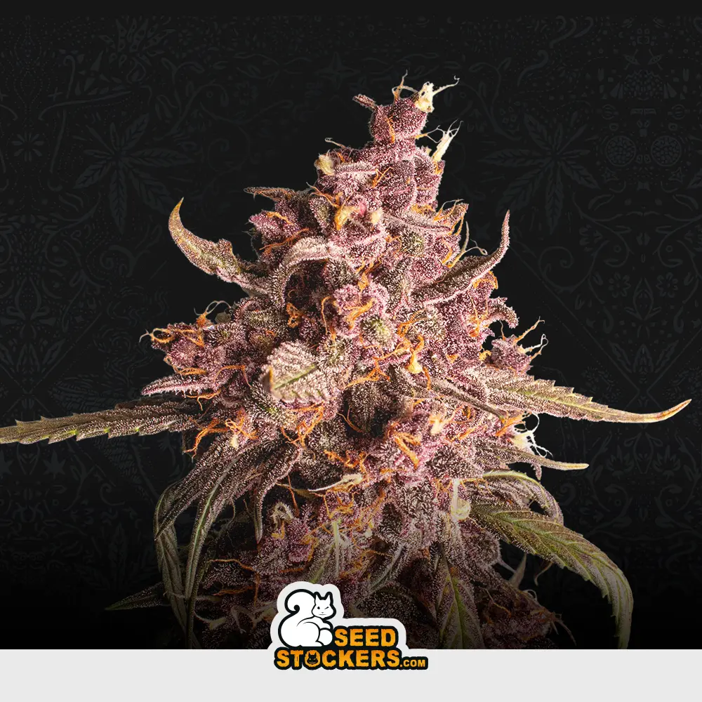 [SEM-SEE-AUT-0019] Auto Purple  Punch