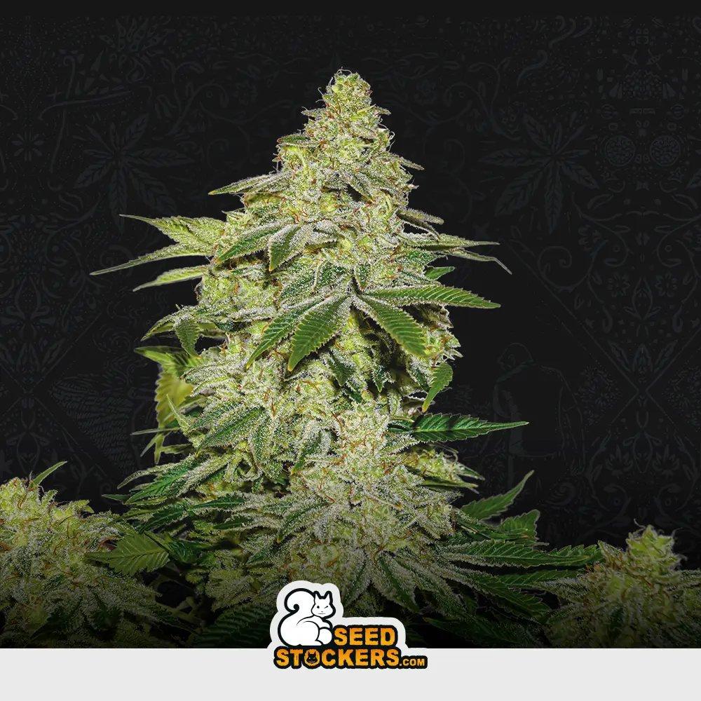Auto Sherbet