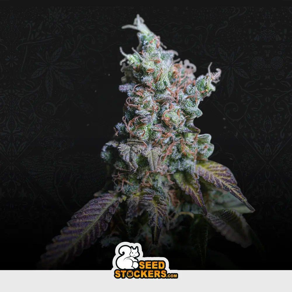 [SEM-SEE-AUT-0022] Auto Sour Diesel