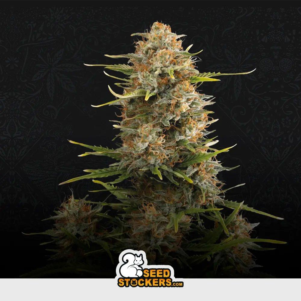 [SEM-SEE-AUT-0023] Auto Super Skunk