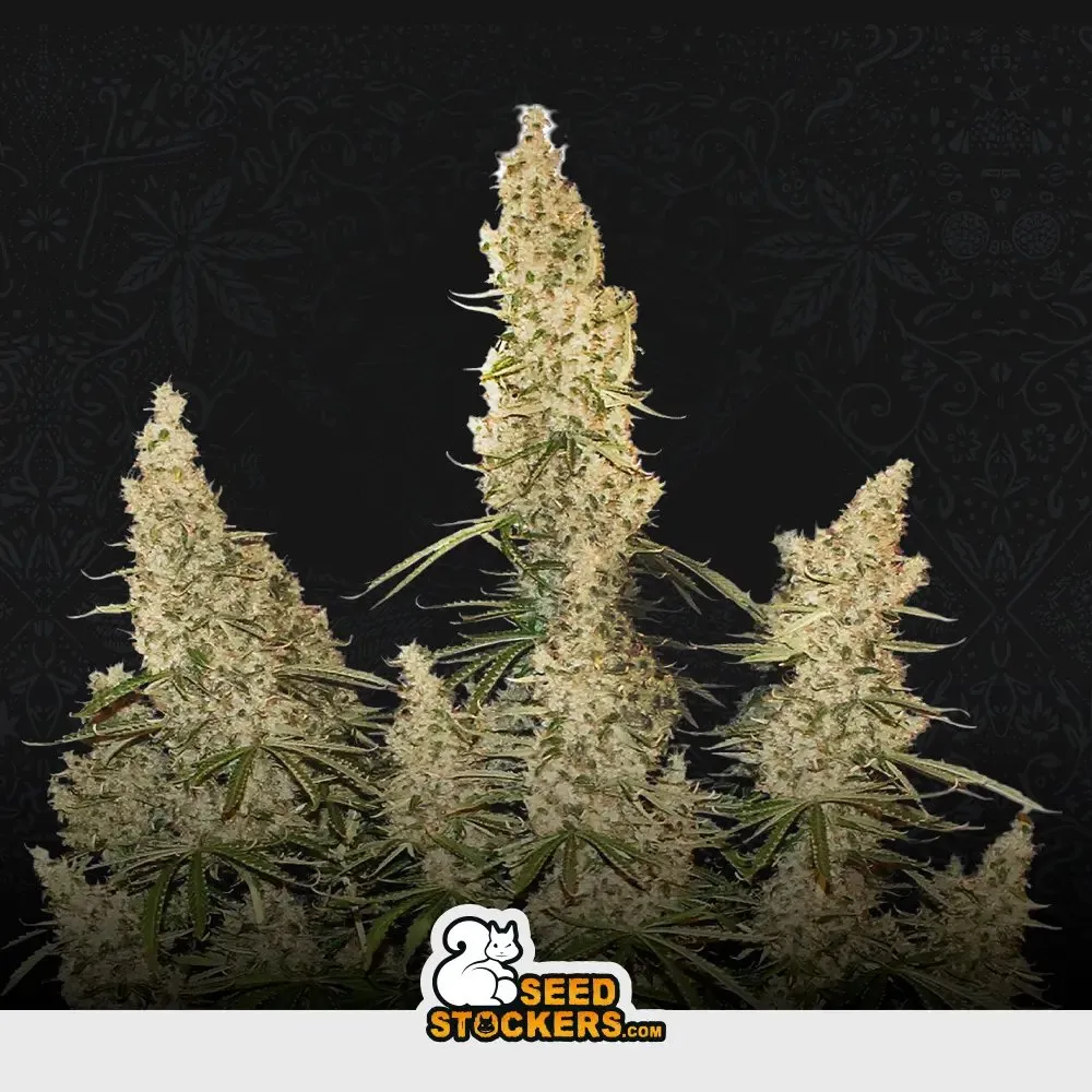 [SEM-SEE-AUT-0024] Auto White Widow -