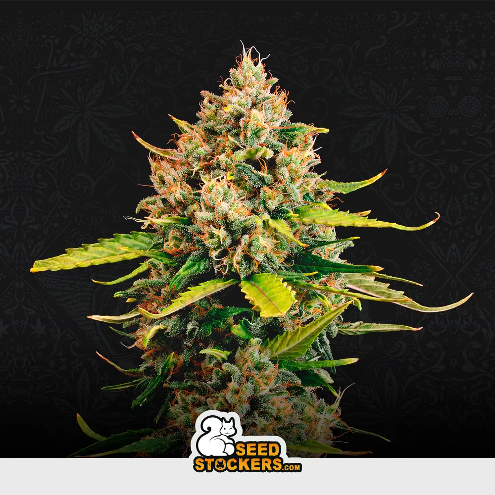 [SEM-SEE-AUT-0025] Auto CBD Critical XXL