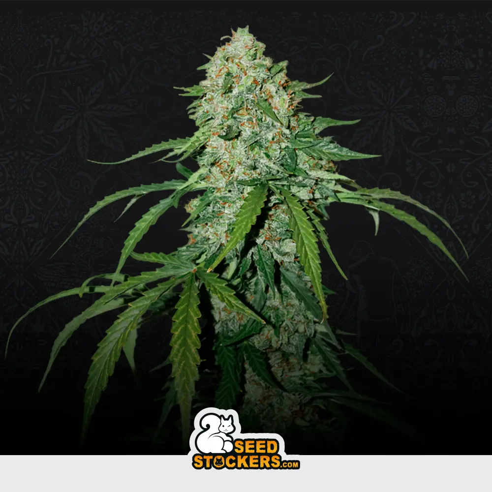 [SEM-SEE-AUT-0026] Auto CBD 1:1 Silver Lime Haze