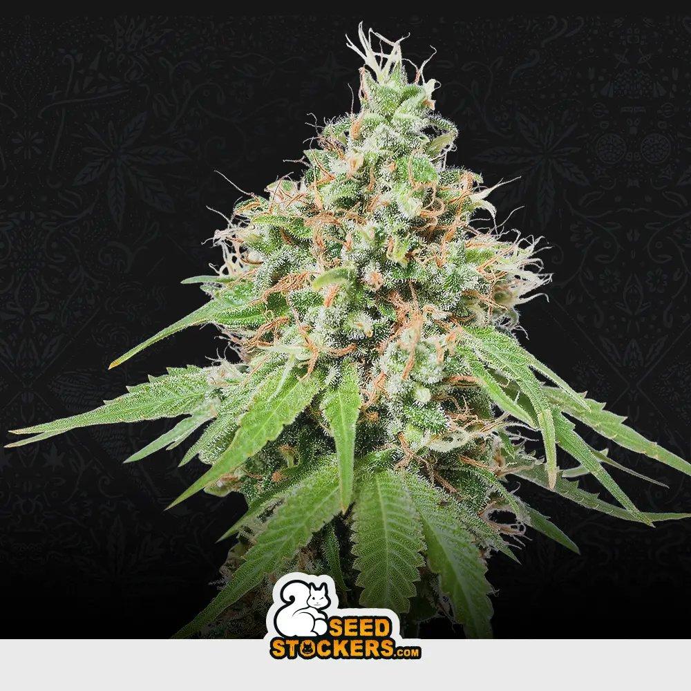 [SEM-SEE-FEM-0004] Ak420