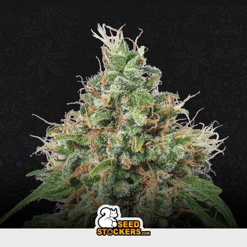 [SEM-SEE-FEM-0005] Amnesia
