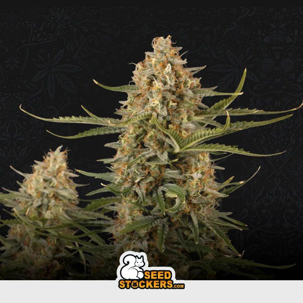 [SEM-SEE-FEM-0006] BCN Critical XXL
