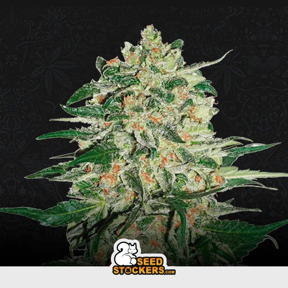 [SEM-SEE-FEM-0007] Big Bud