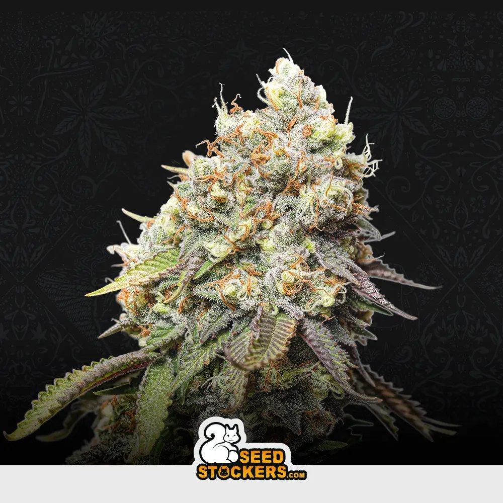 [SEM-SEE-FEM-0008] Bruce Banner