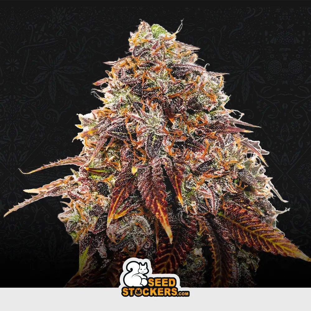 [SEM-SEE-FEM-0010] Gelato 41