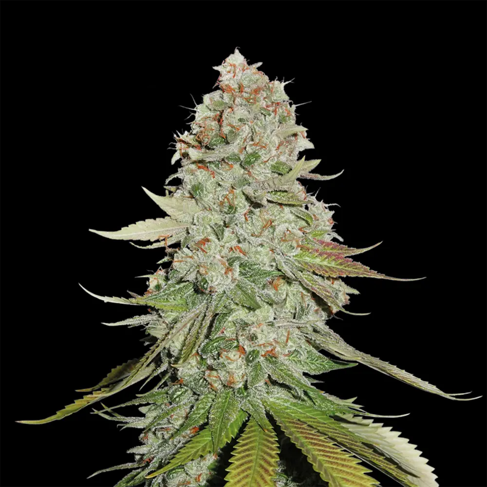 [SEM-SEE-FEM-0011] GG#4 - Gorilla Glue