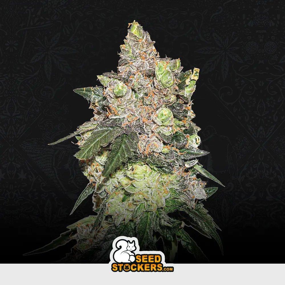 [SEM-SEE-FEM-0012] Girl Scout Cookies