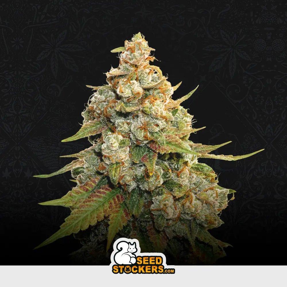 [SEM-SEE-FEM-0013] Golden Lemon Haze