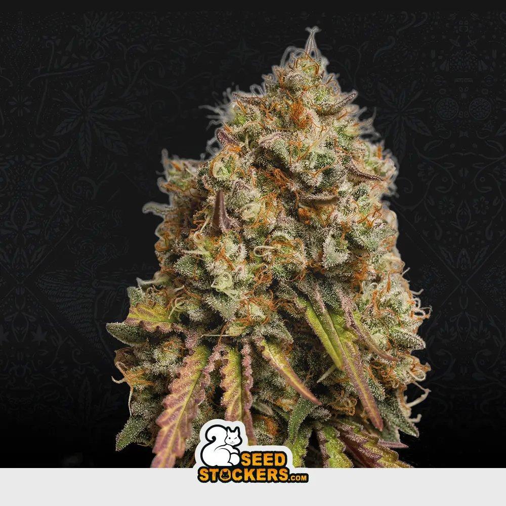 [SEM-SEE-FEM-0014] Gorilla Cookies