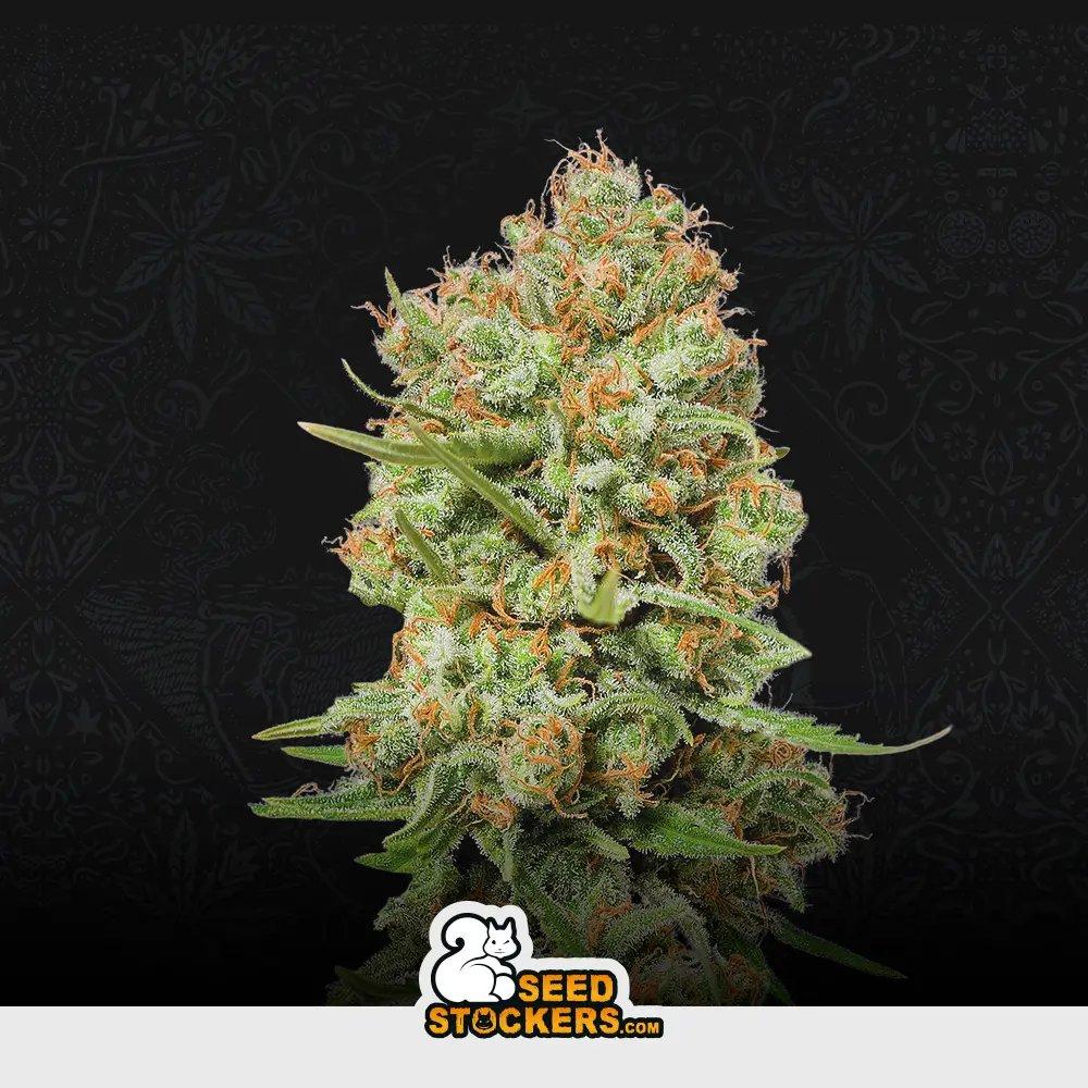 [SEM-SEE-FEM-0015] Green Crack
