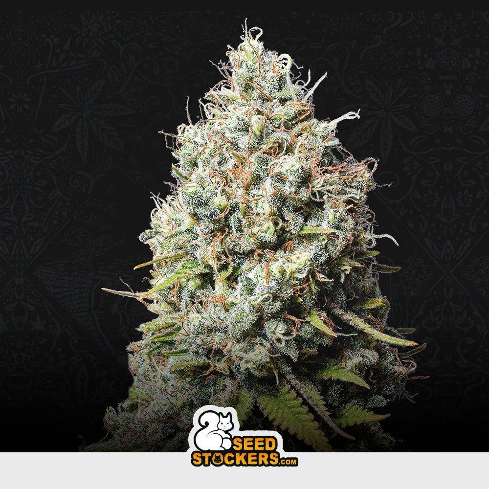 [SEM-SEE-FEM-0016] Jack Herer