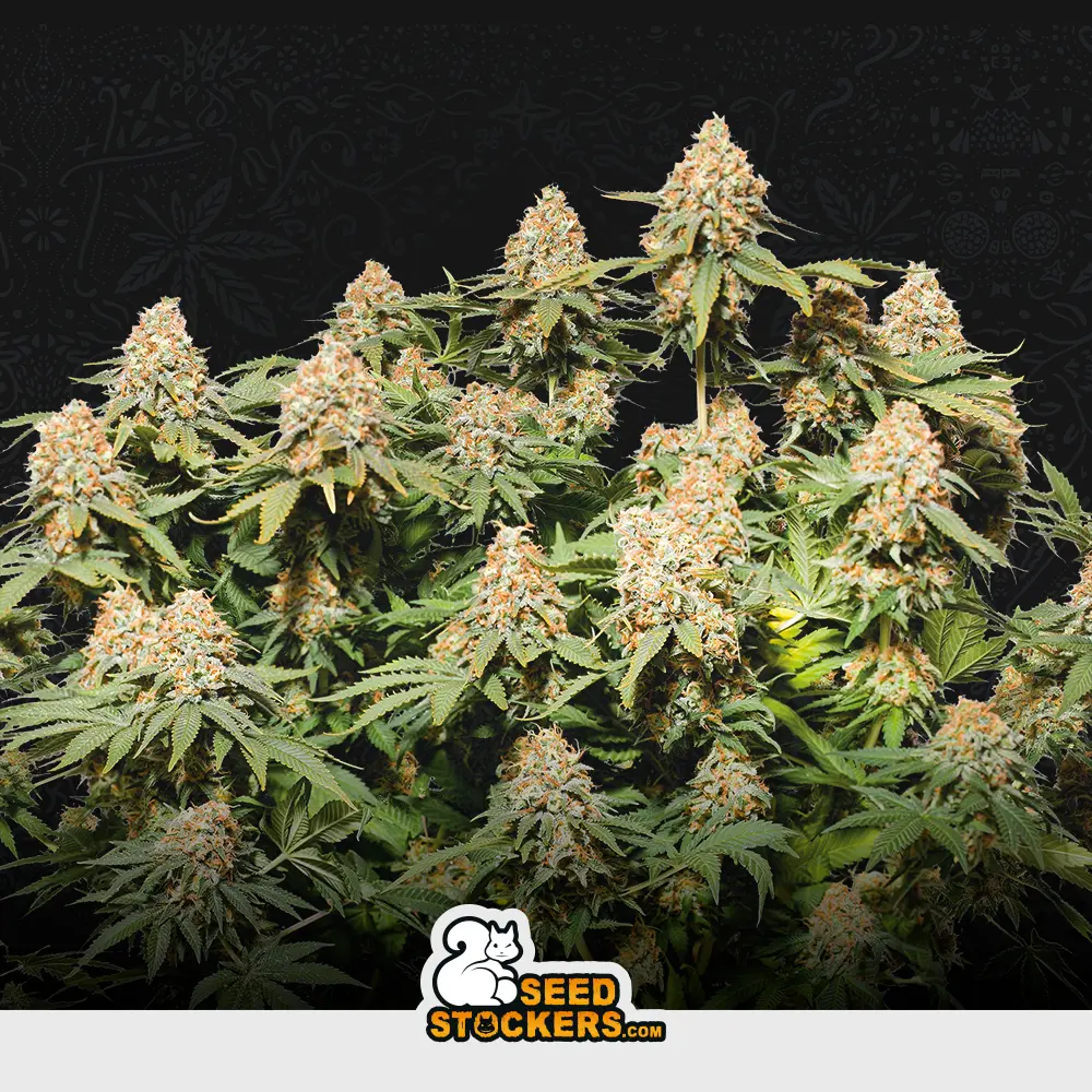 [SEM-SEE-FEM-0017] Moby Dick