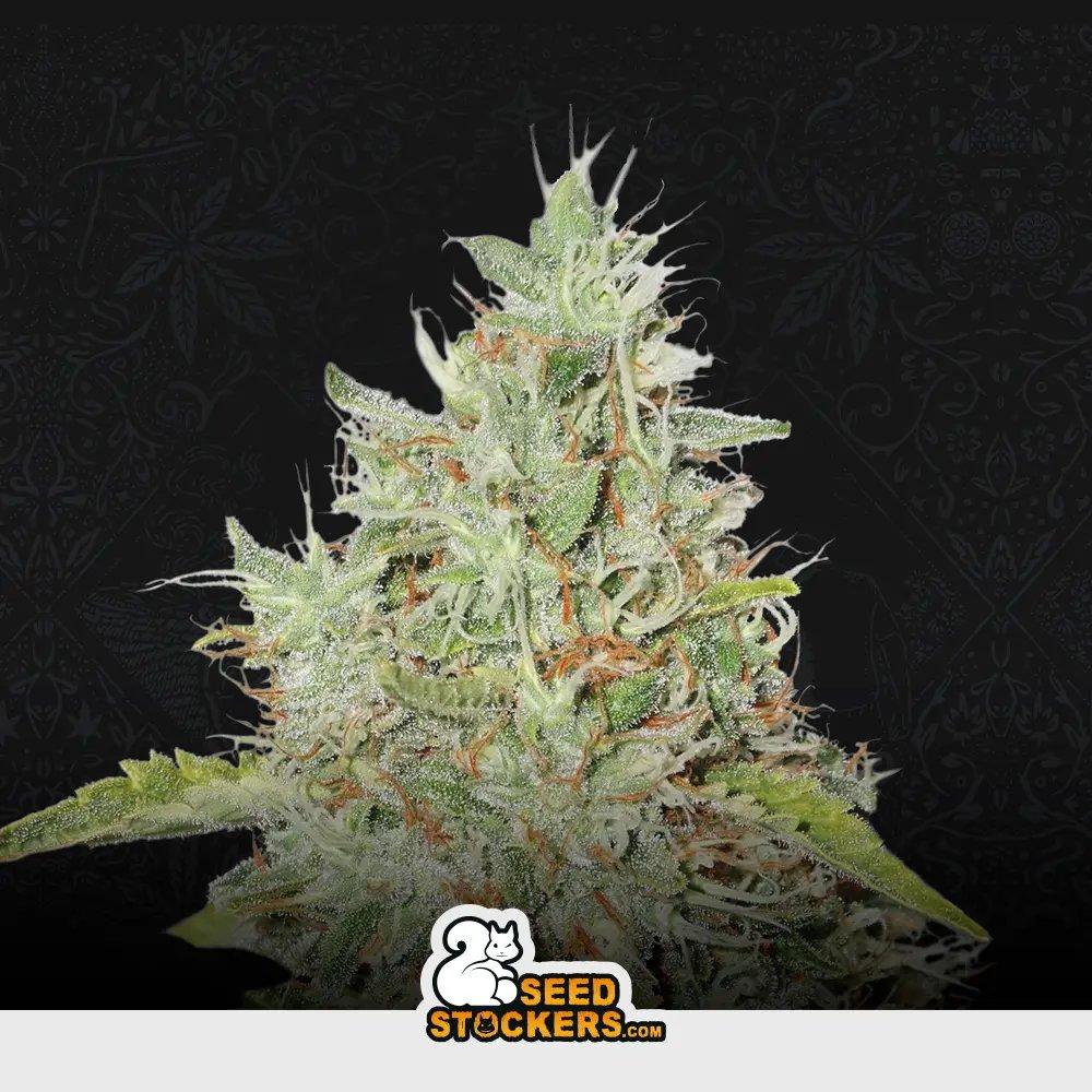[SEM-SEE-FEM-0018] Northern Lights