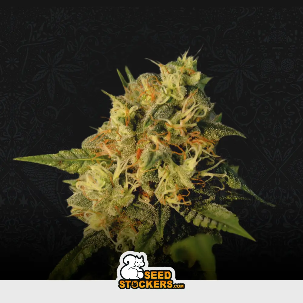 [SEM-SEE-FEM-0019] OG Kush