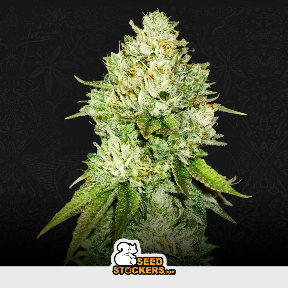 [SEM-SEE-FEM-0020] Pineapple