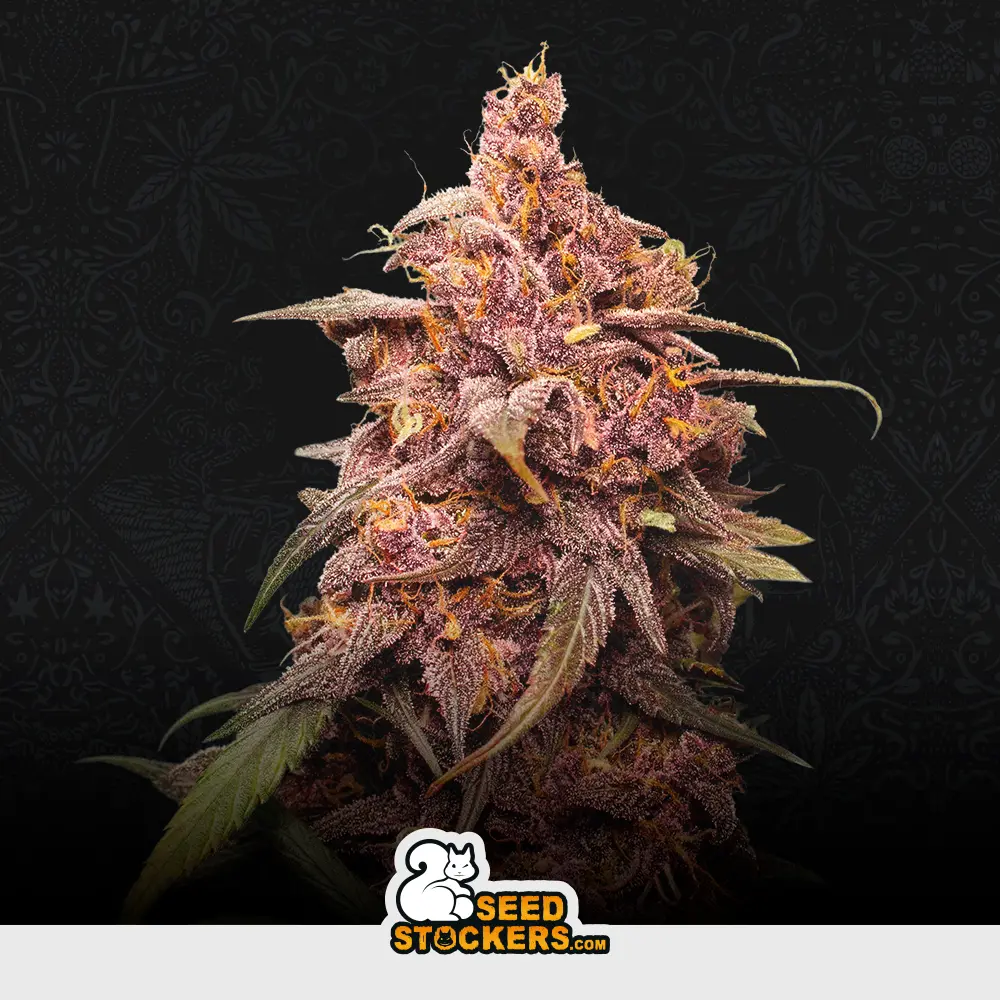 Purple Punch