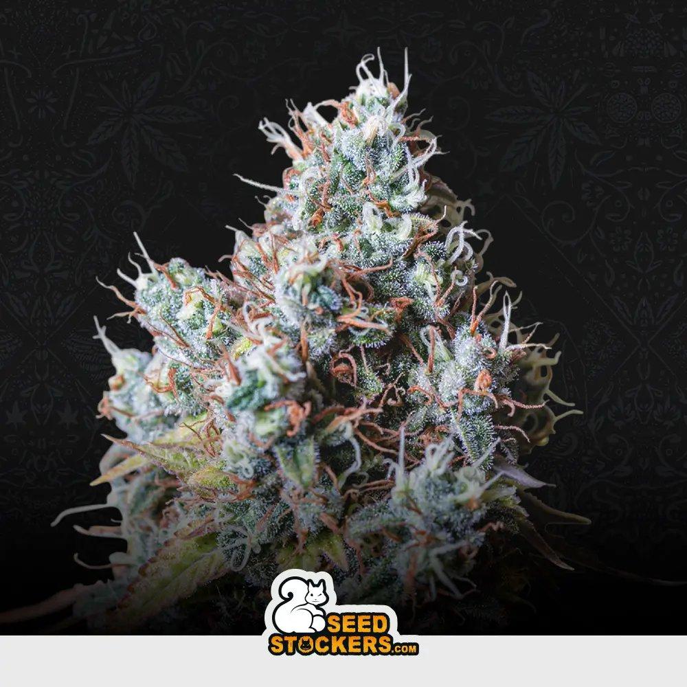 [SEM-SEE-FEM-0022] Rucu Cucu OG