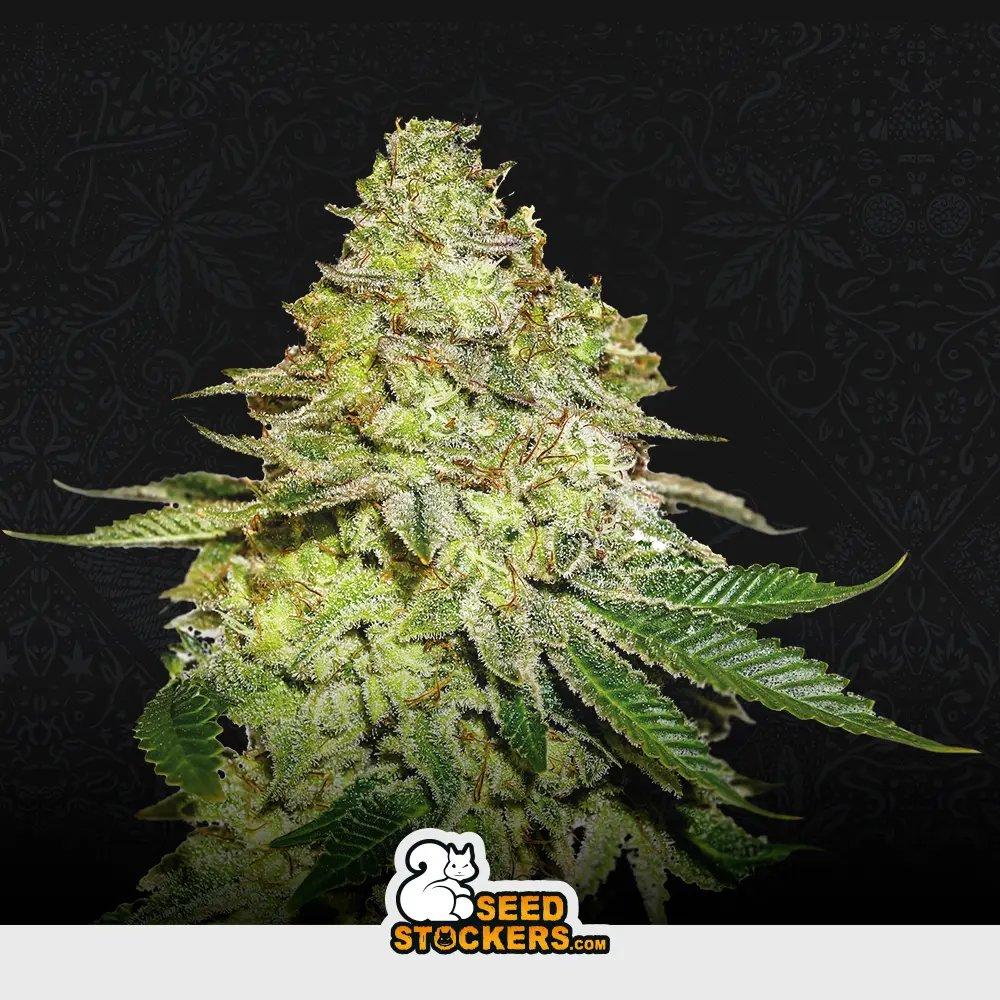 [SEM-SEE-FEM-0024] Sherbet